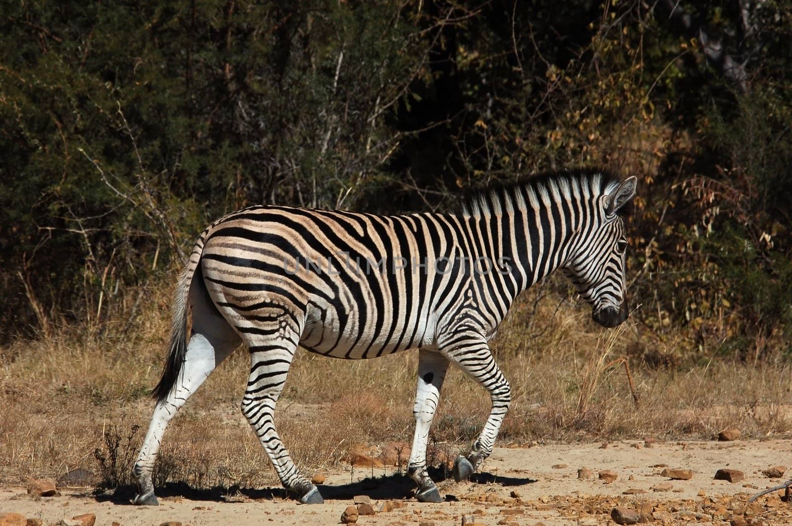A Burchell's Zebra in South Africa.
