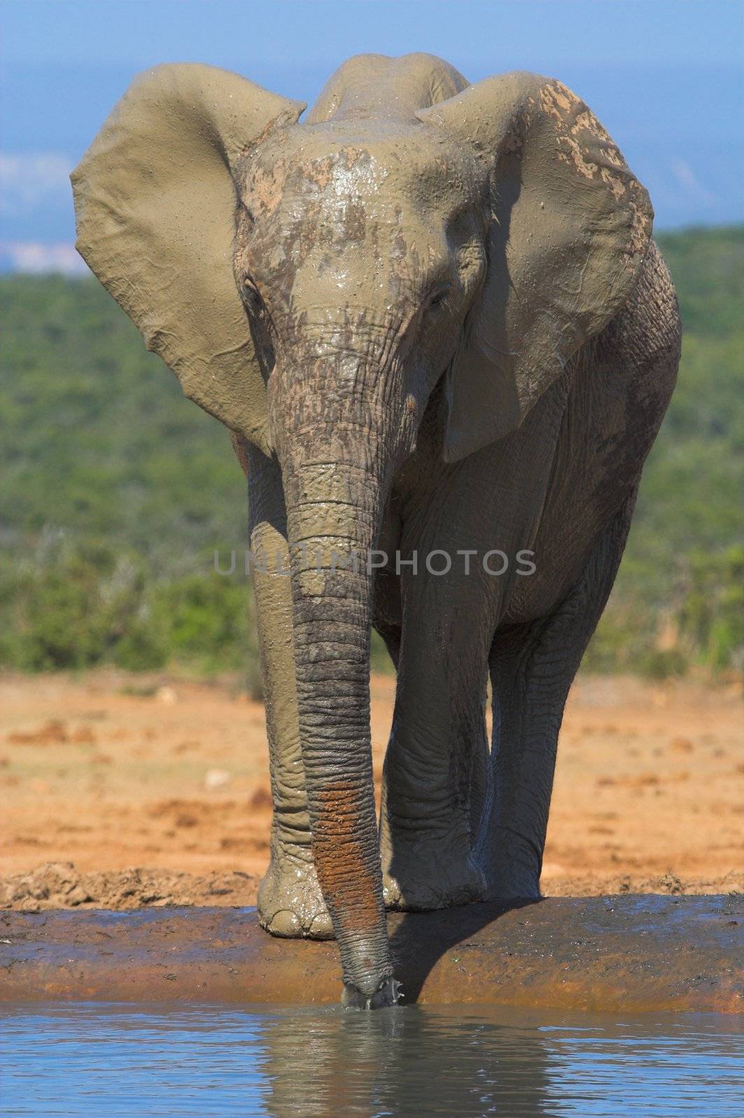 Muddy Elephant by nightowlza