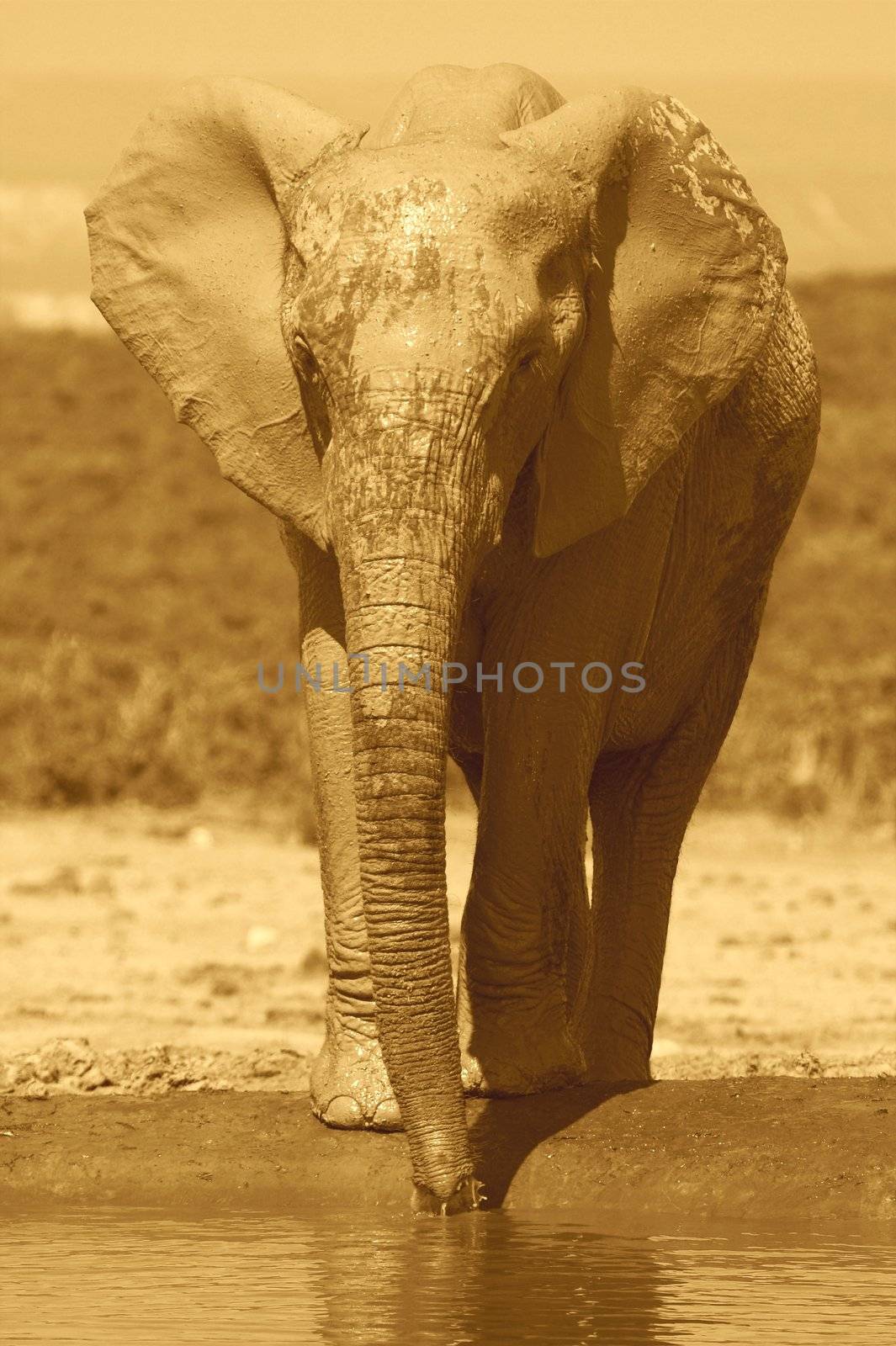 Muddy Elephant