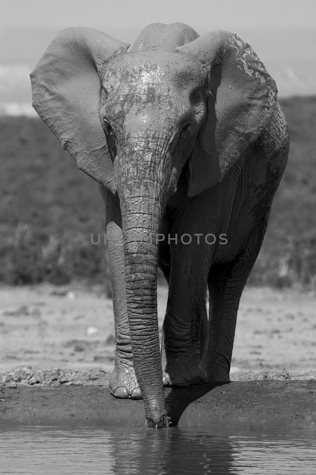 Muddy Elephant by nightowlza