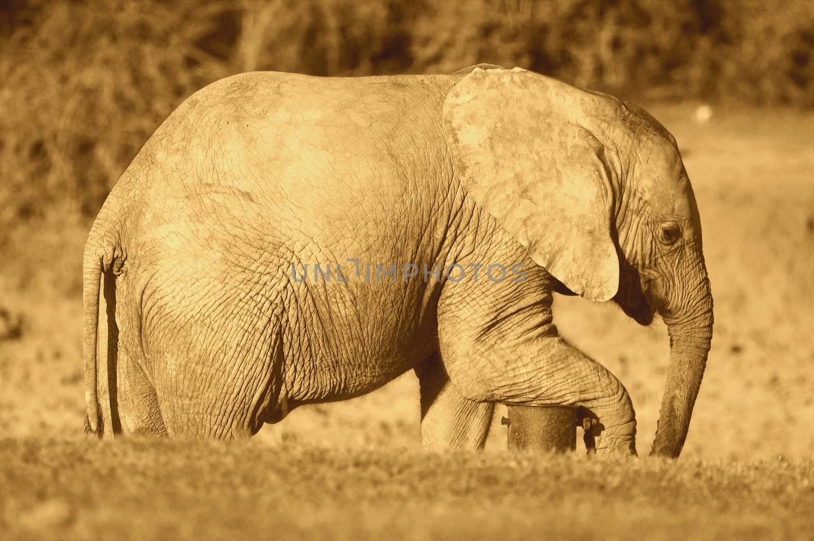 African Elephant resting its leg on a waterpipe