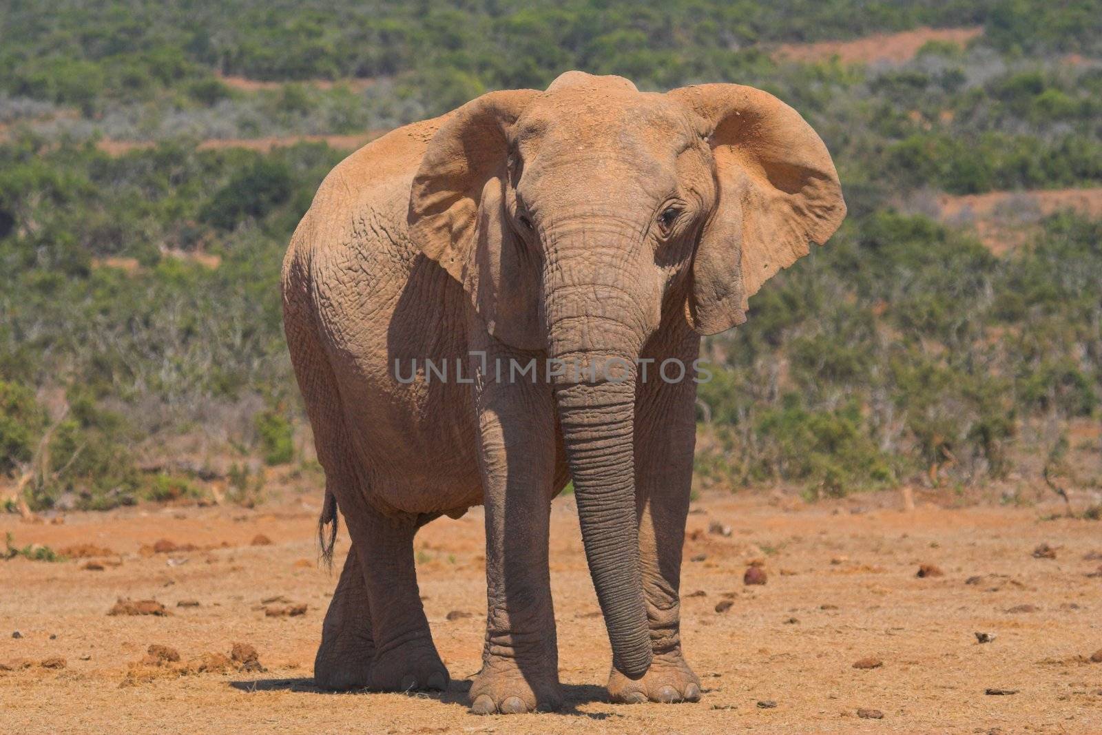 Portrait of a female African Elephant