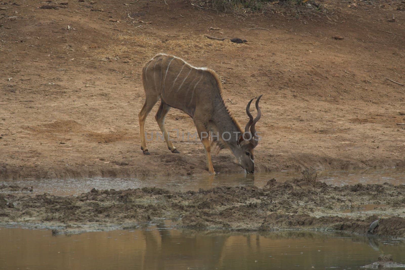 Kudu Male Drinking water by nightowlza