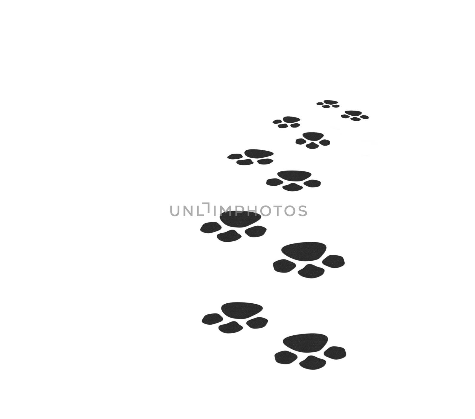 Traces of an animal leaving in a distance. It is isolated on a white background