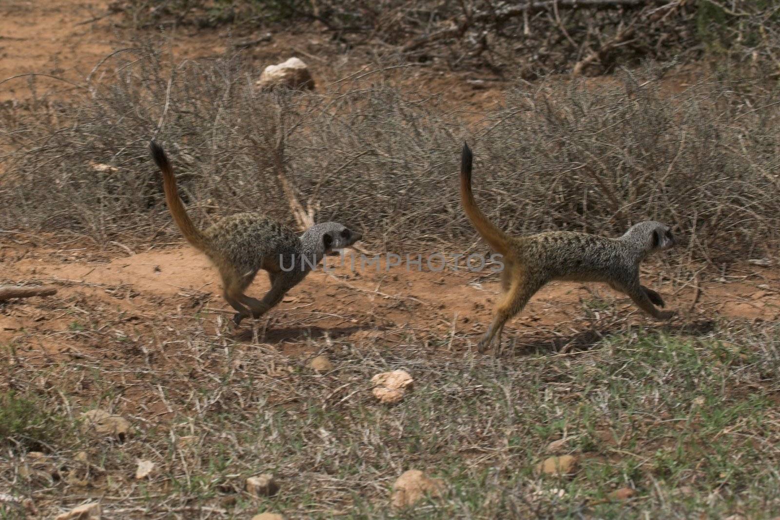 Meerkat Running by nightowlza