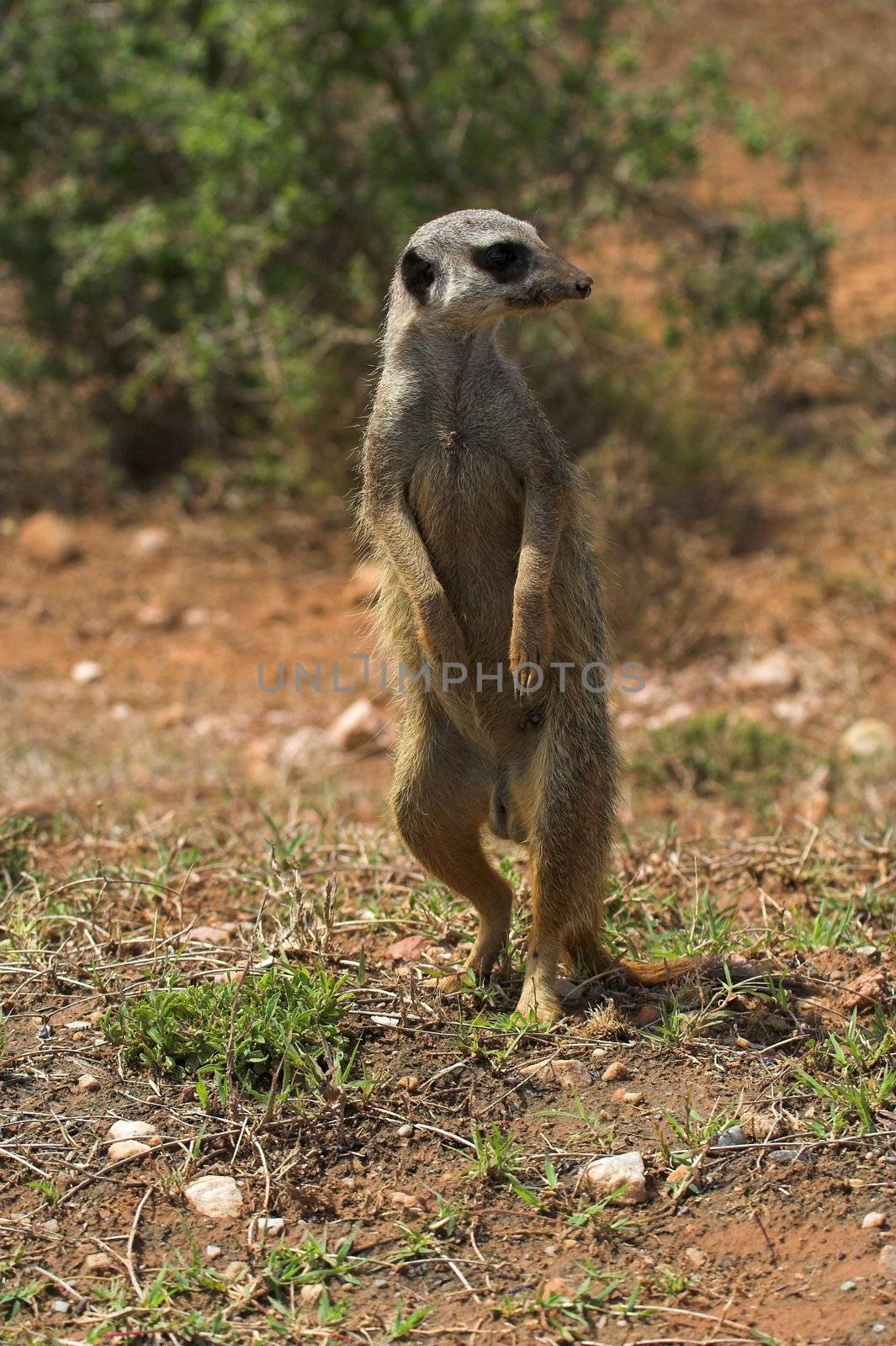 Meerkat (Suricate) standing upright scouting for danger