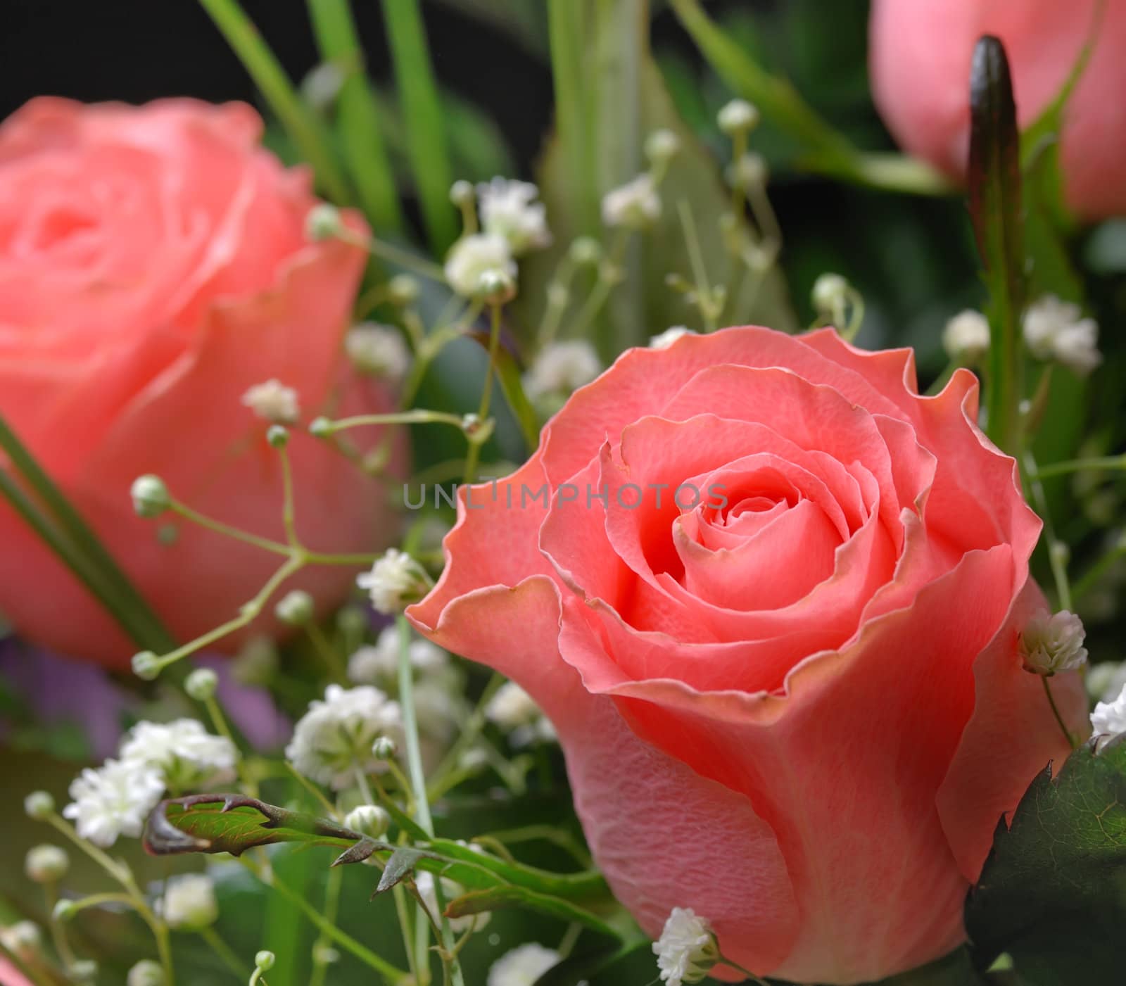 Bouquet of roses. A composition from gentle pink roses