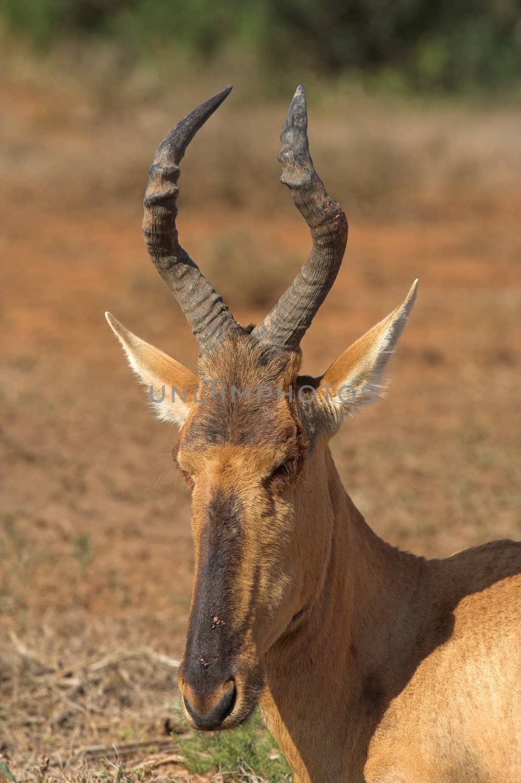 Close up portrait of a red hartebeest