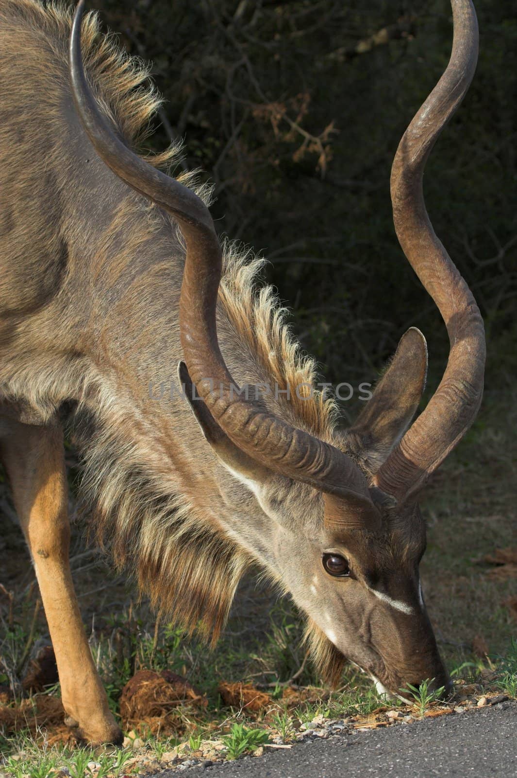 Kudu Male Feeding by nightowlza