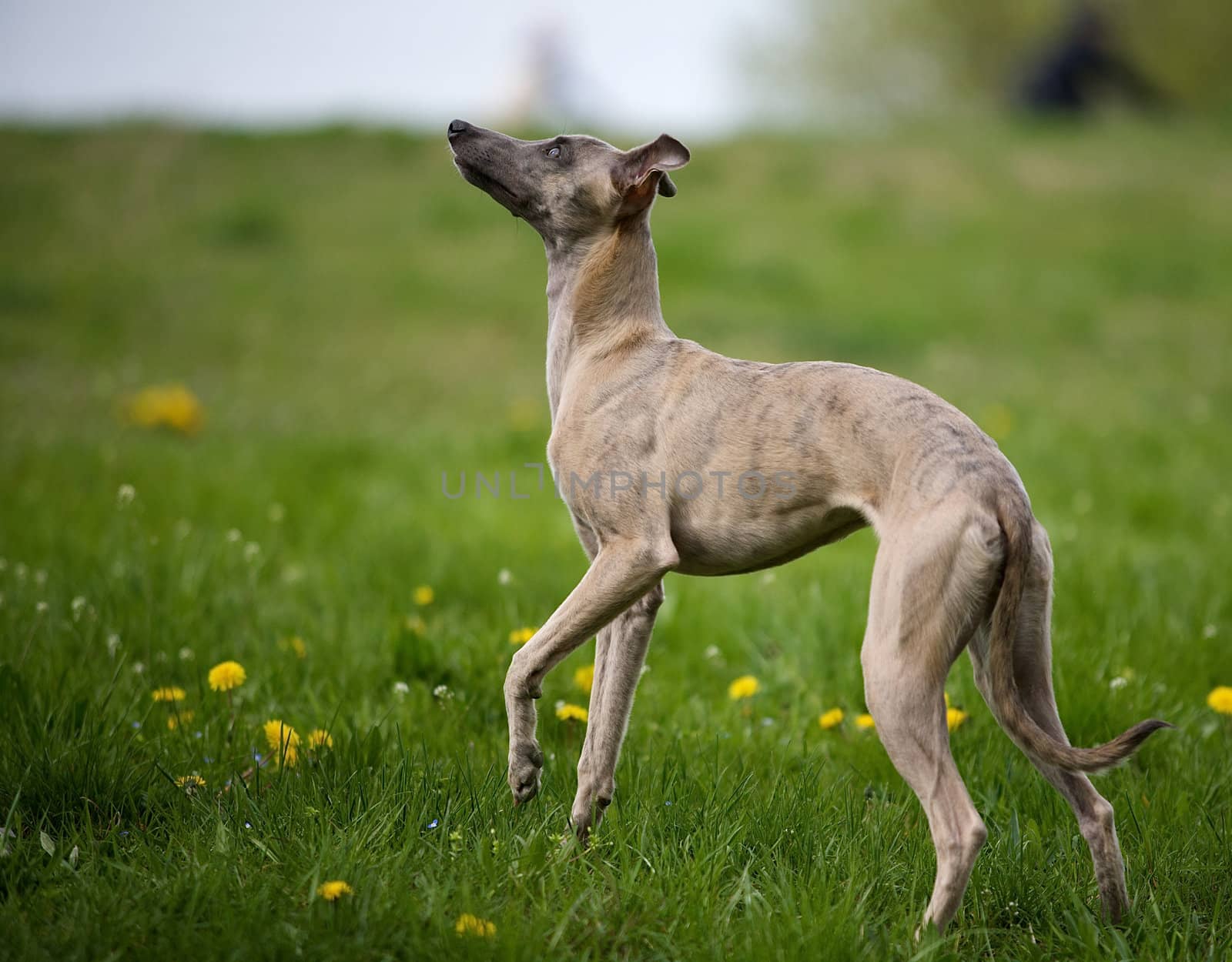 Standing whippet.