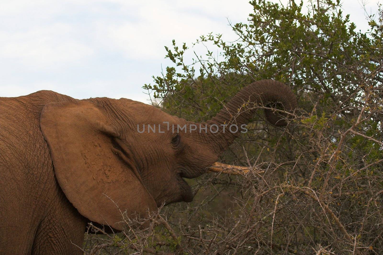 Feeding Elephant by nightowlza