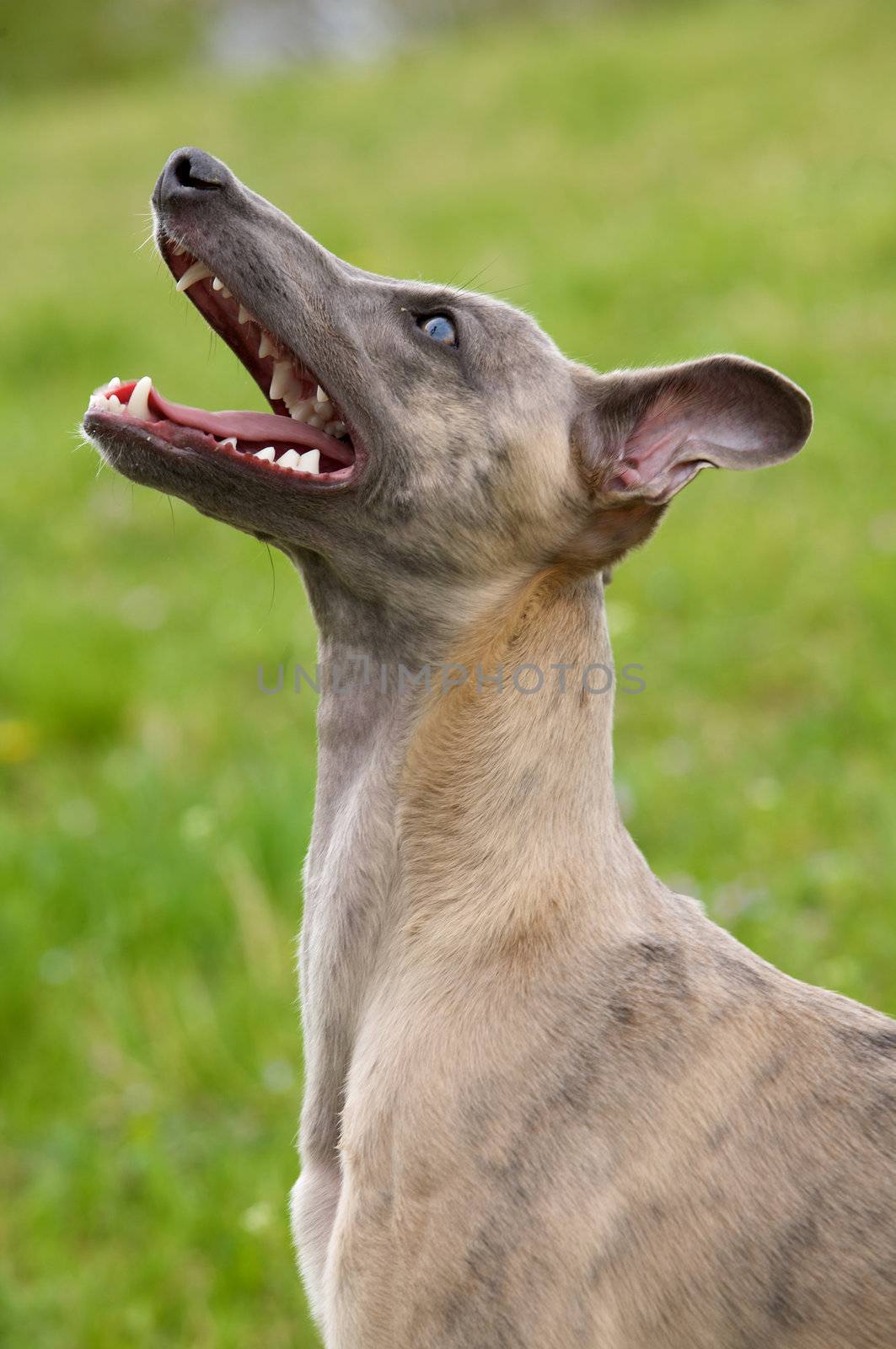 Whippet portrait