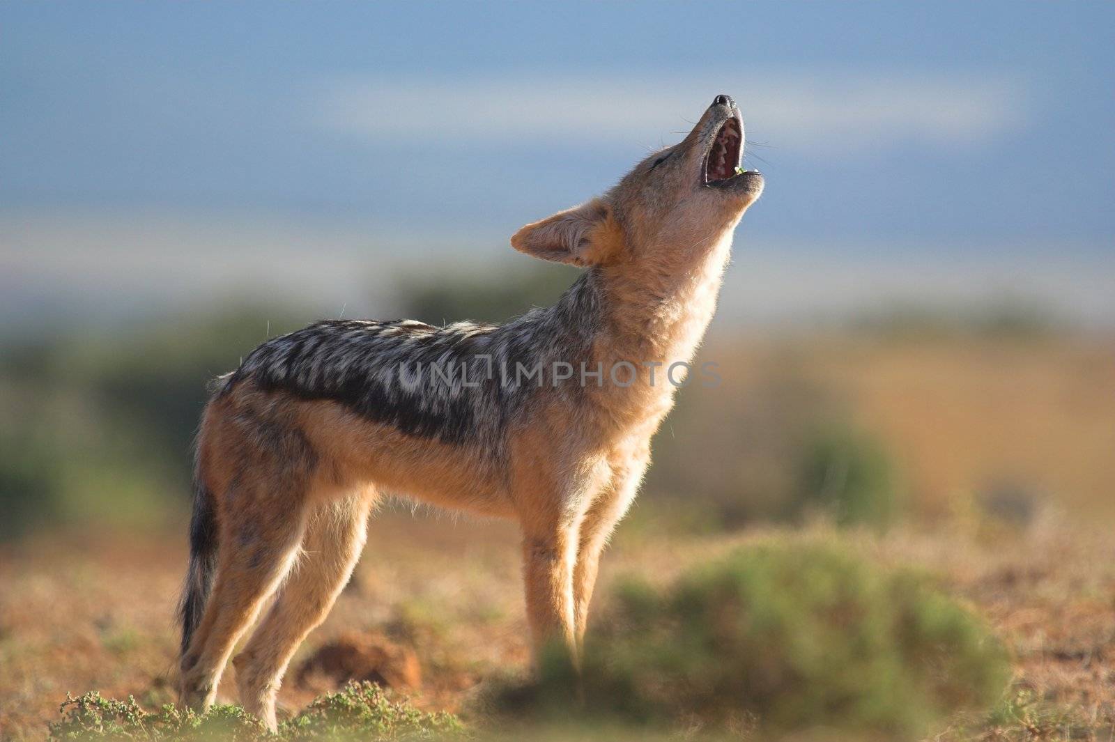 Howling Jackal on the African grass plains by nightowlza