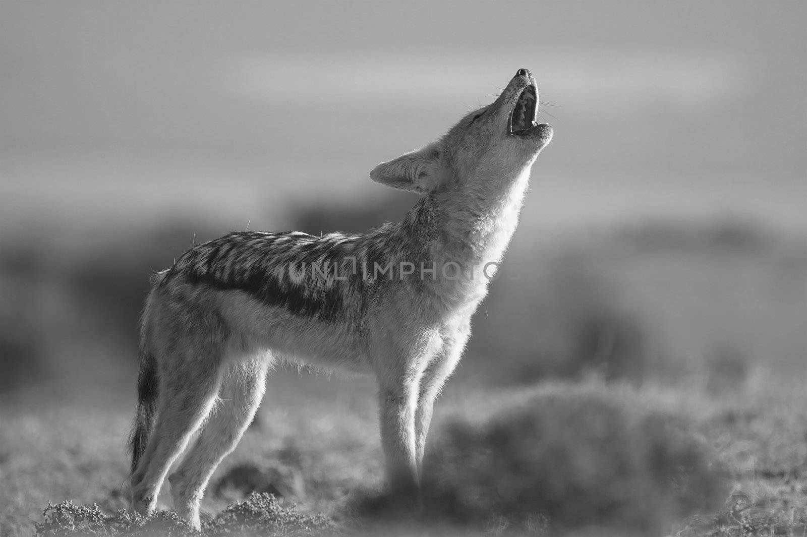 Howling Jackal on the African grass plains by nightowlza