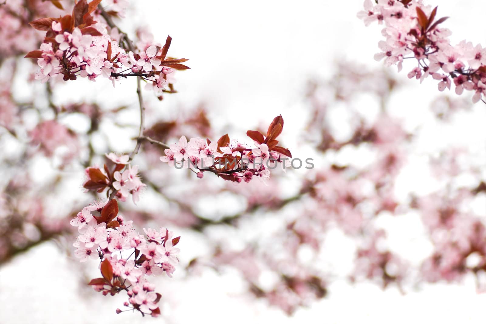 Pink cherry blossom on a cold day in early spring - shallow dept of field