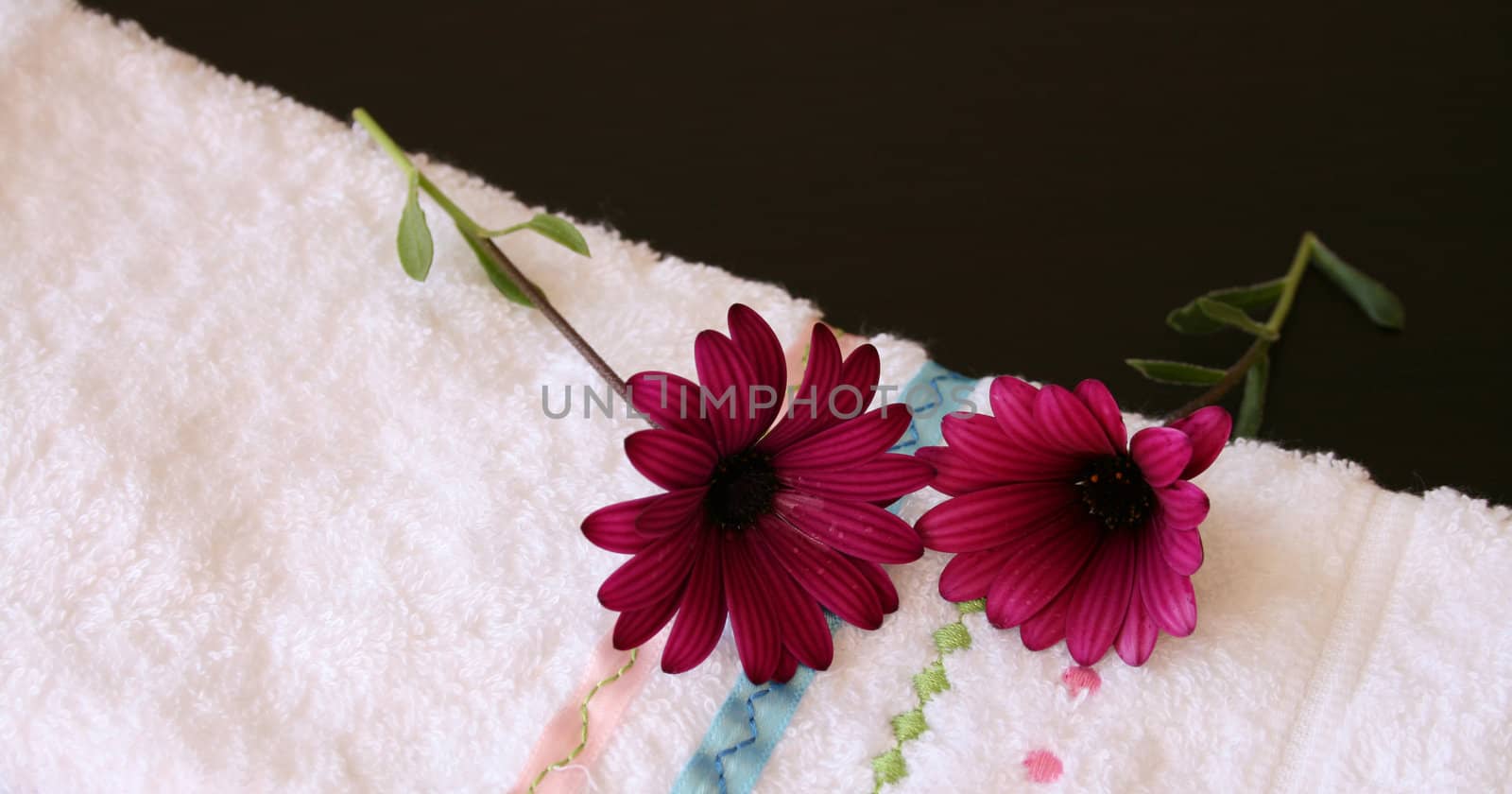 Two maroon daisies on a white face cloth
