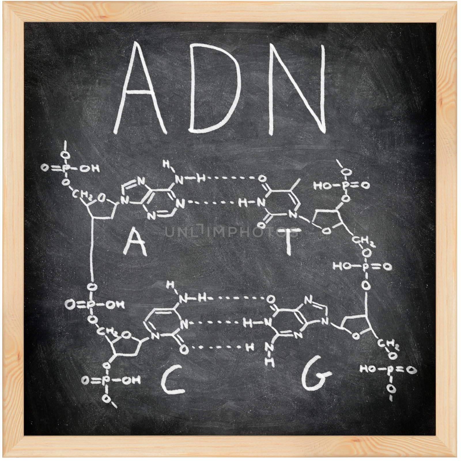 ADN, DNA in Spanish, French and Portuguese written on blackboard with chalk. Chemical structure of DNA including all four bases. Chalkboard science and education concept.