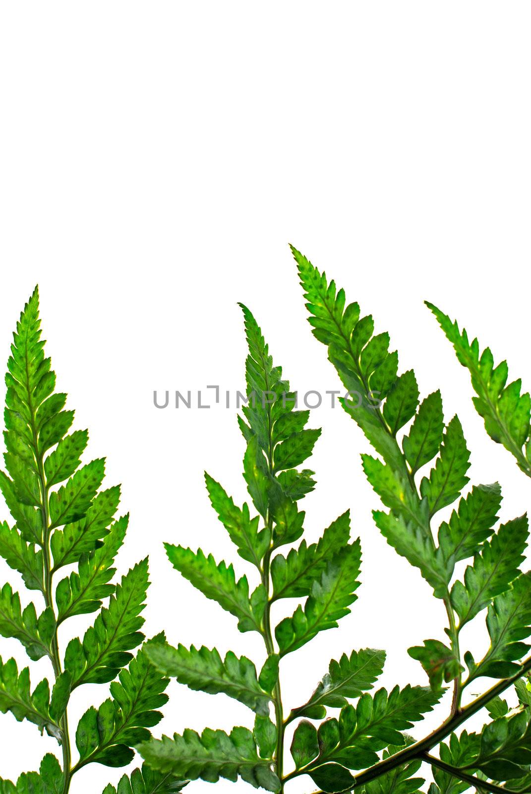 Fern leaf isolated on white background.