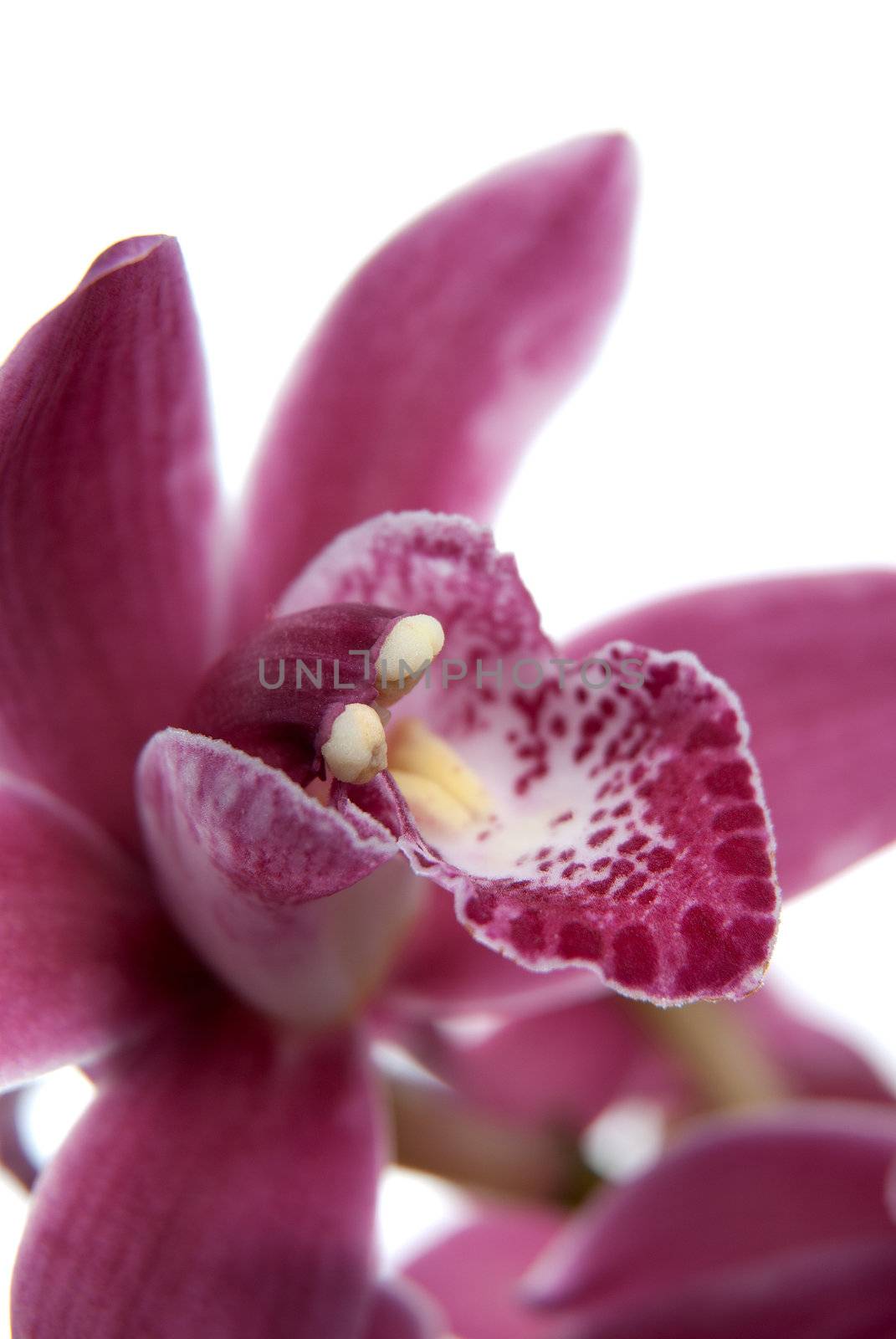 Pink orchid flower close-up, selective focus on white backgroun.