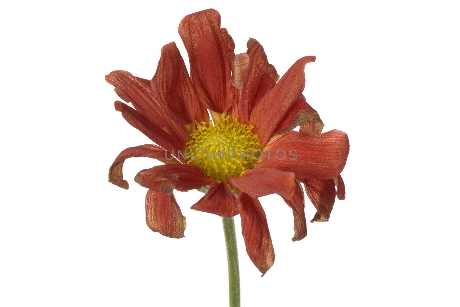 single wilted flower isolated on white background 