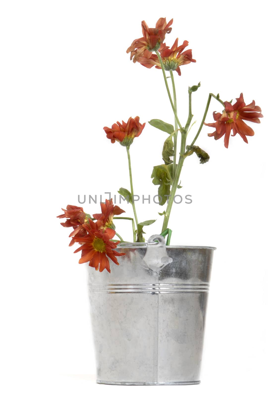 planter with dead flowers isolated on white background 