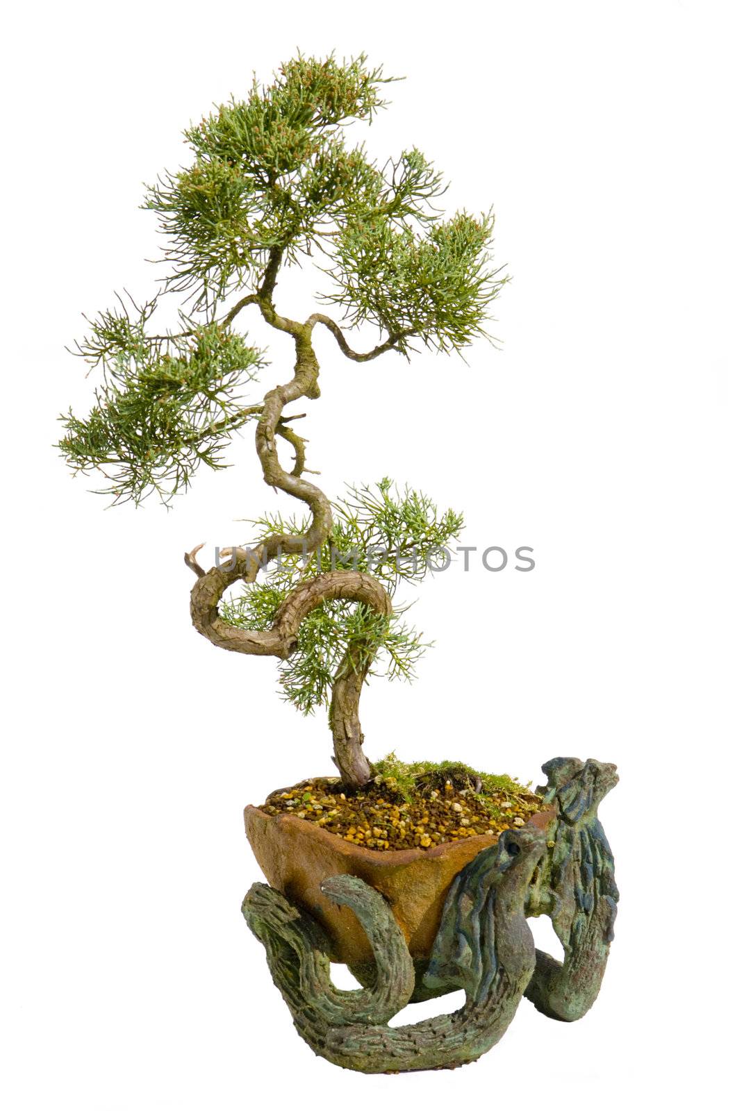 bonsai japanese tree isolated by Carche