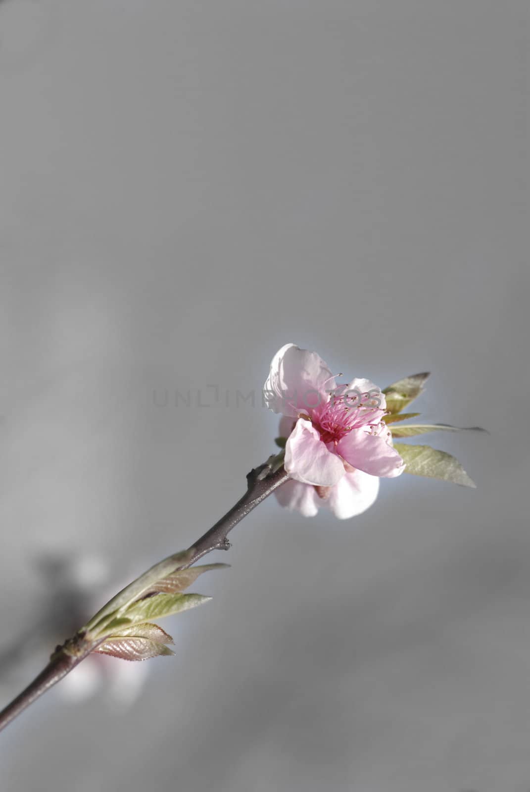 flowering cherry blossom background and empty space 