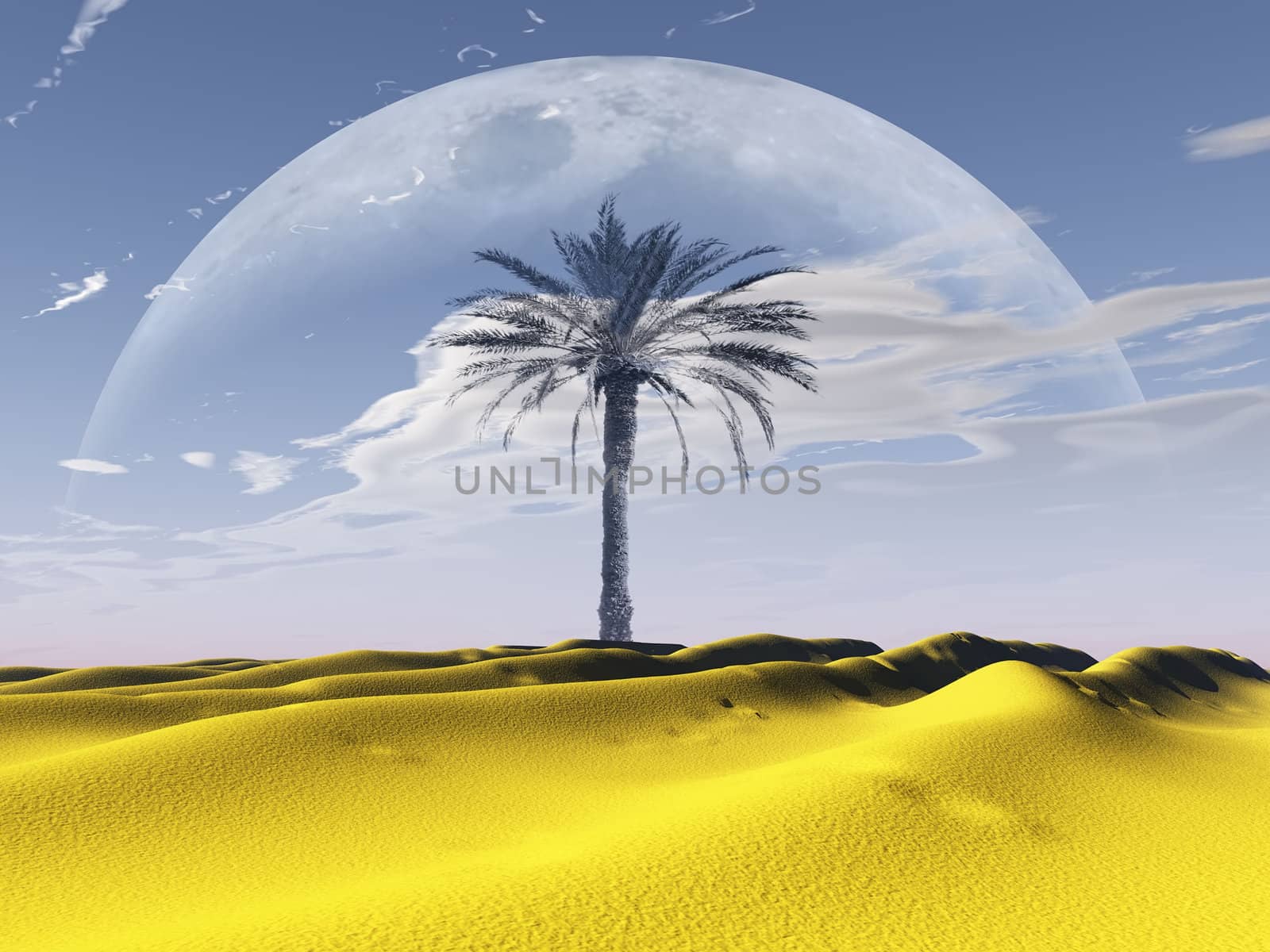 the  palm tree in the desert