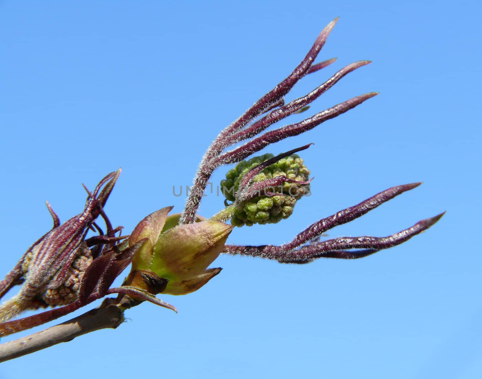 Close-up of branch with open bud on blue sky background