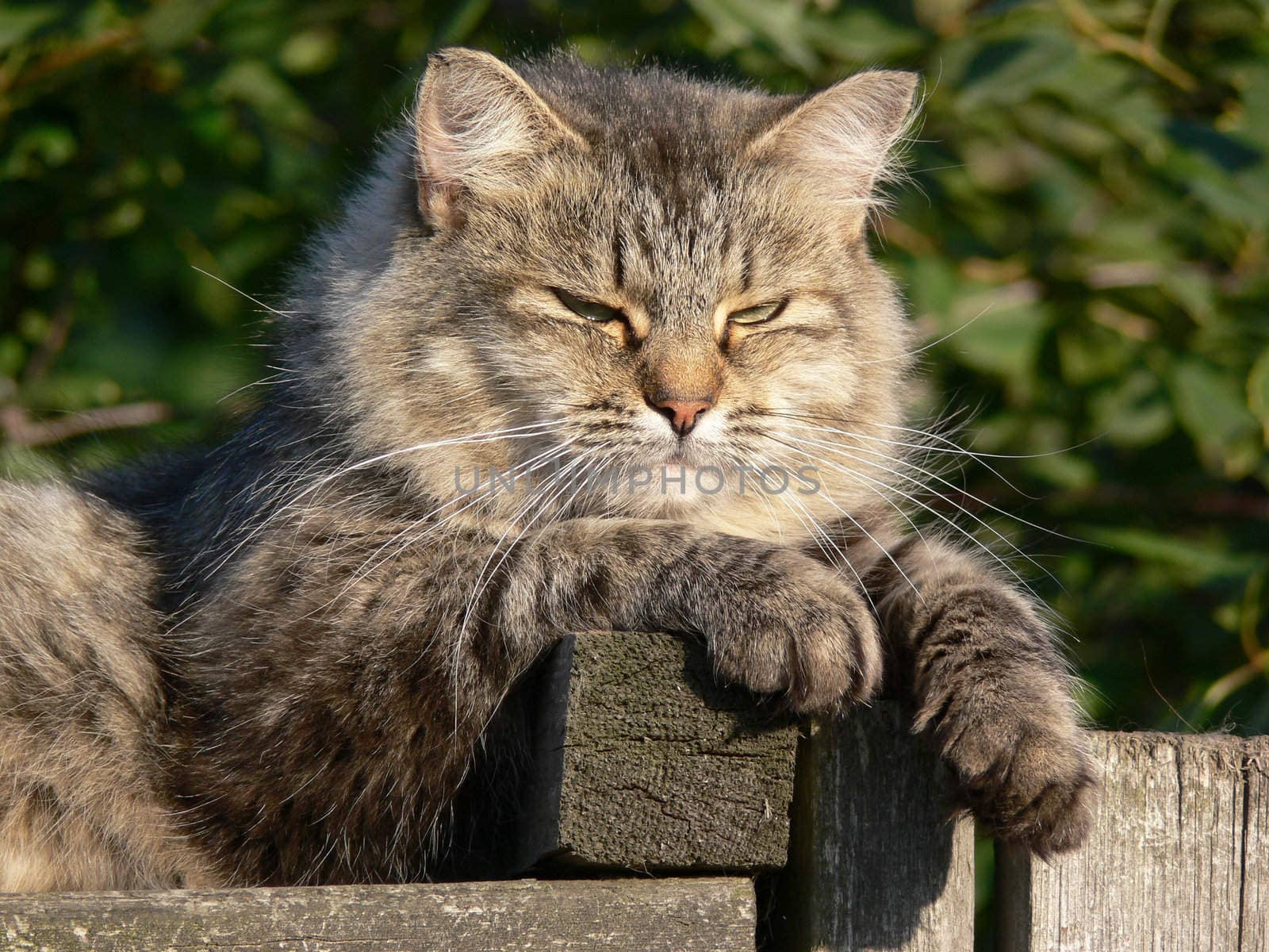 Cat lying on the fence under warm sun