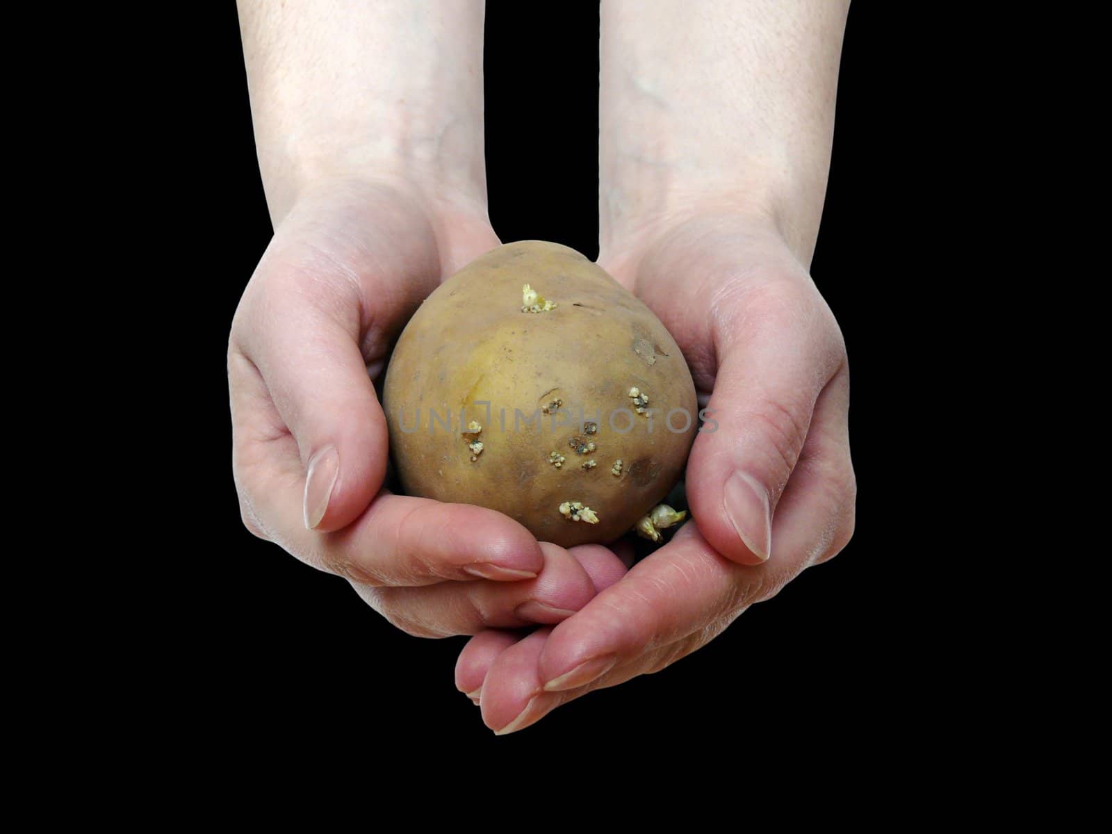 Potato in the hands on the black background