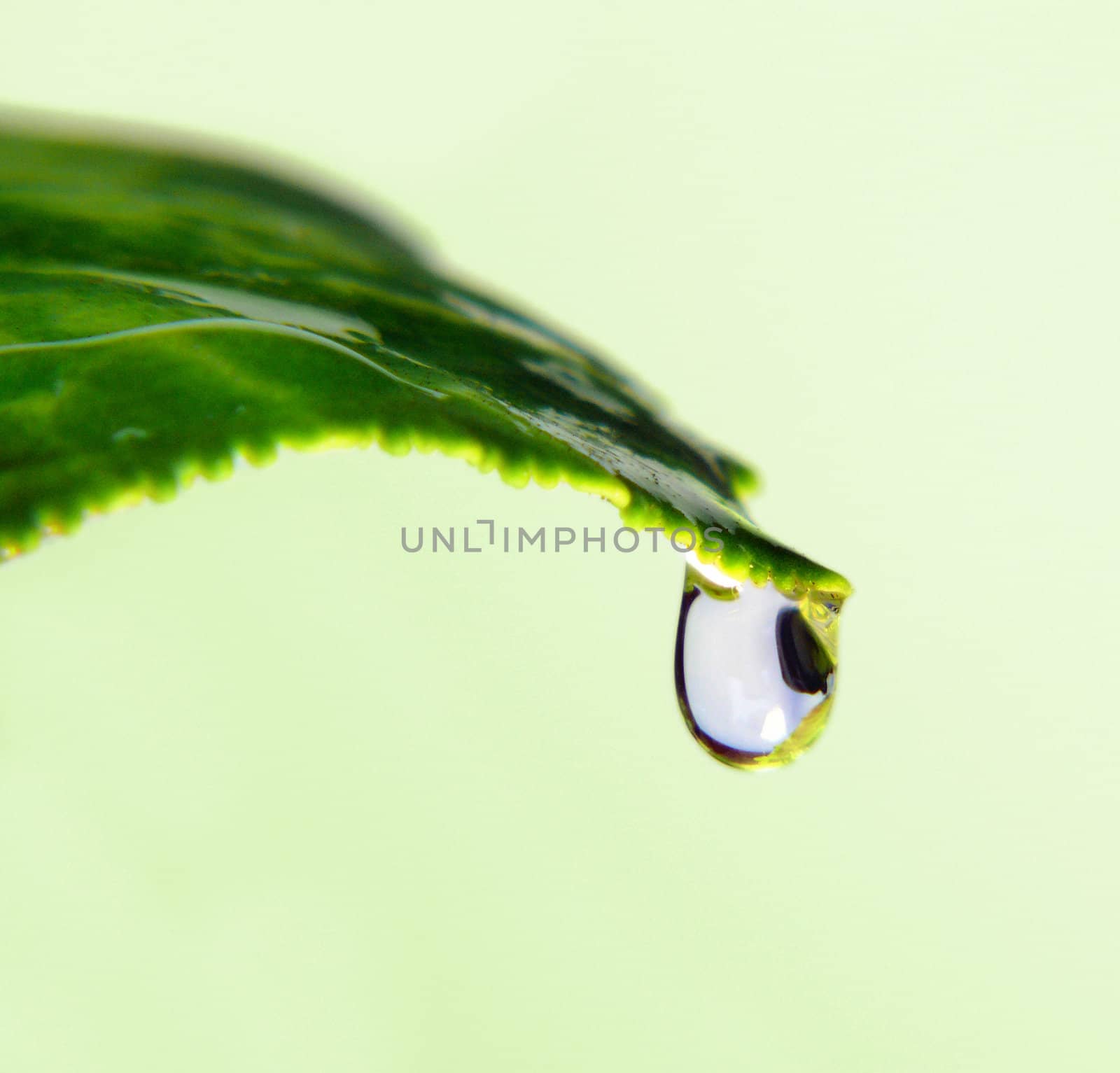 Close-up drop on the tip of green leaf