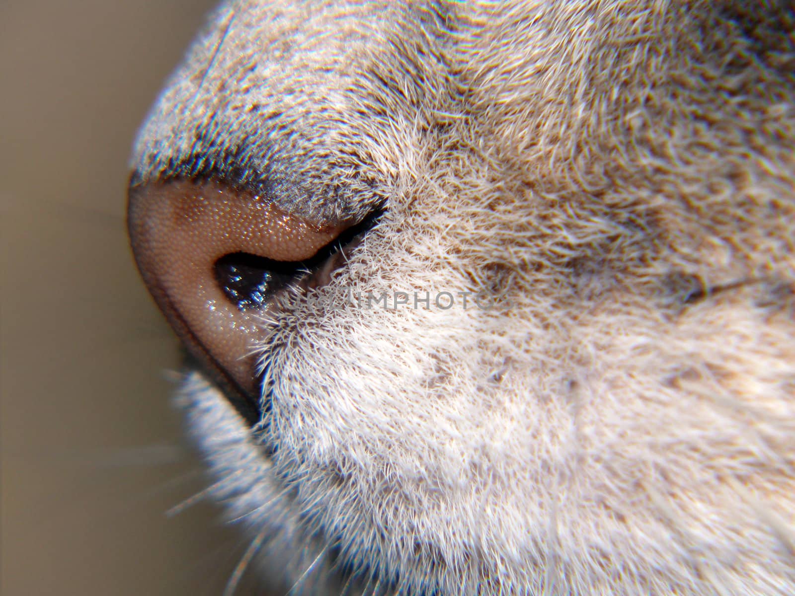 Extreme closeup of a grey cat's nose.