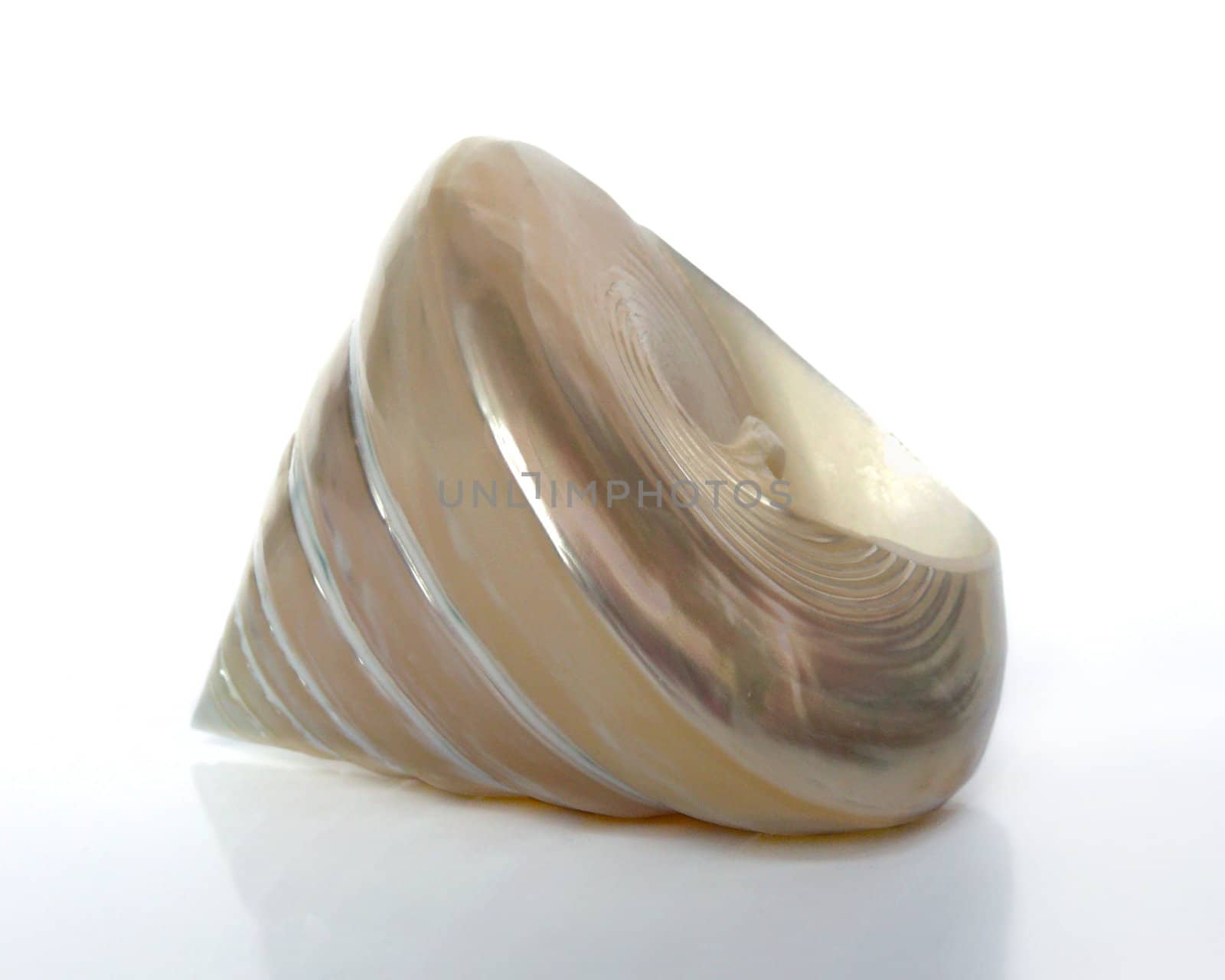 beautiful sea shell specie on white background