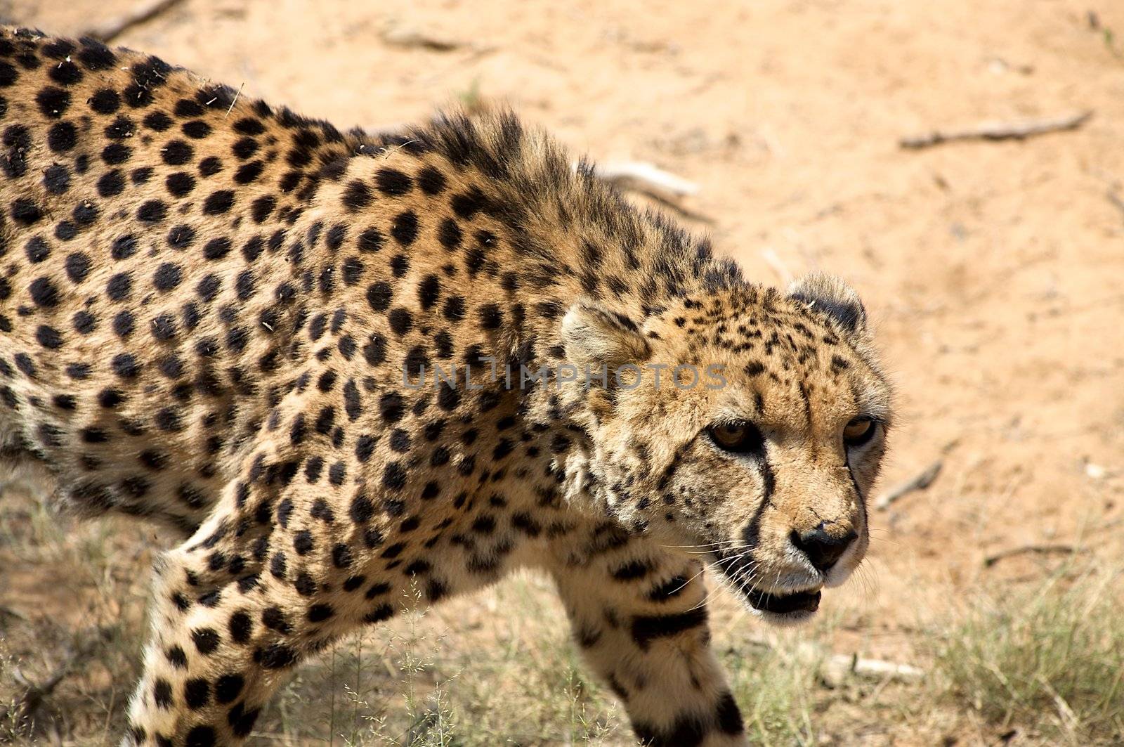 Close-up of Cheetha looking for food with desert background