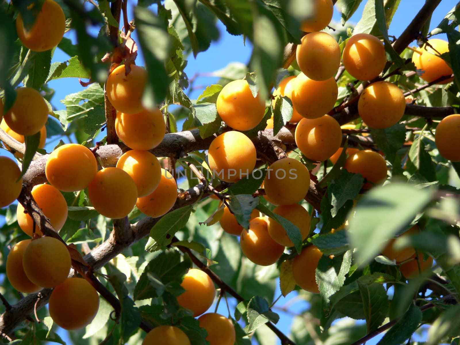 Branches of the cherry-plum with fruits