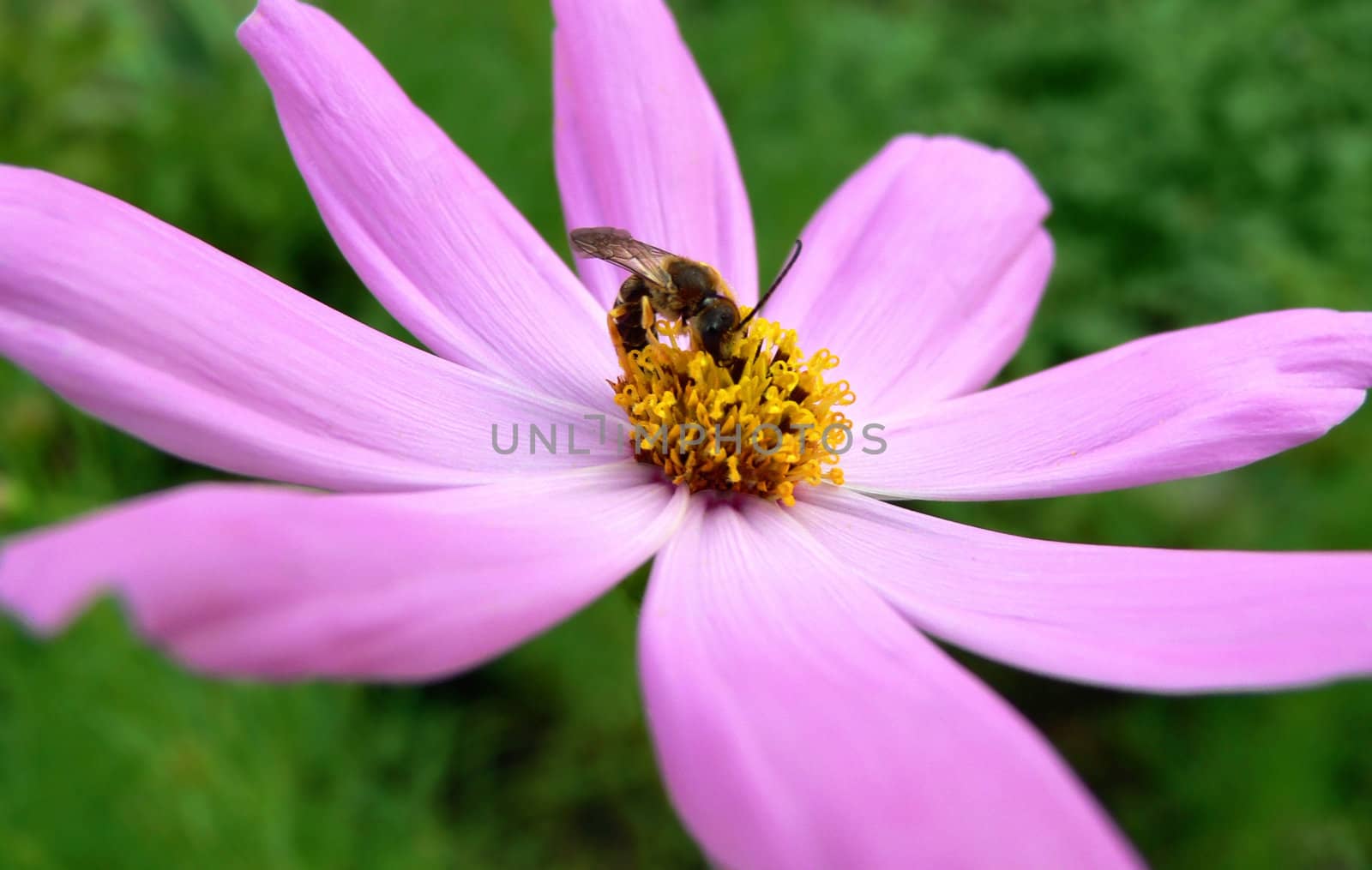 Cosmos flower with a bee in its centre