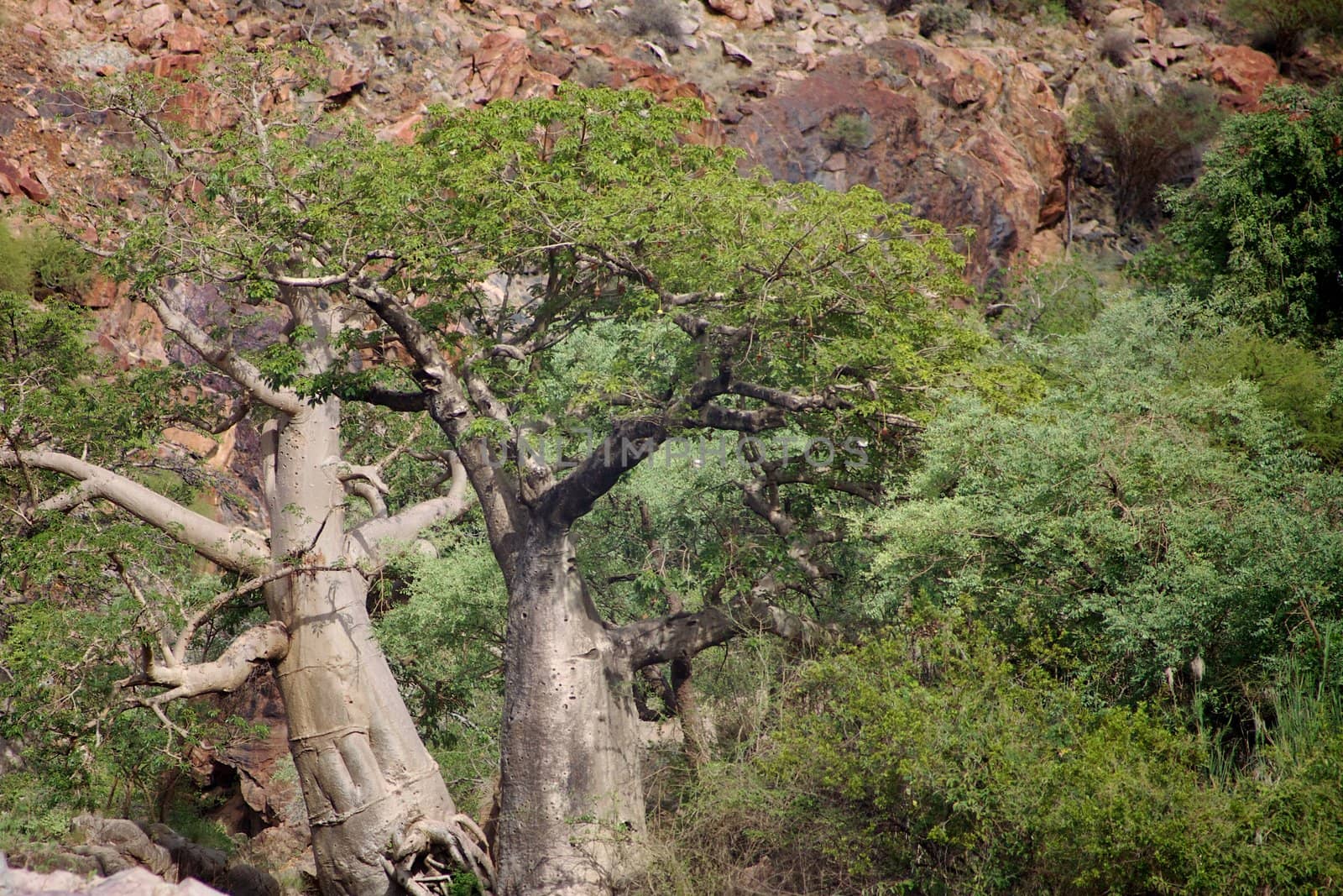 The Epupa Falls lie on the Kunene River, on the border of Angola and Namibia