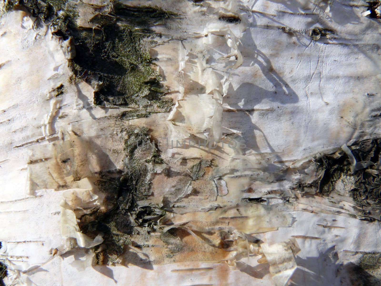 Close-up birch bark texture.