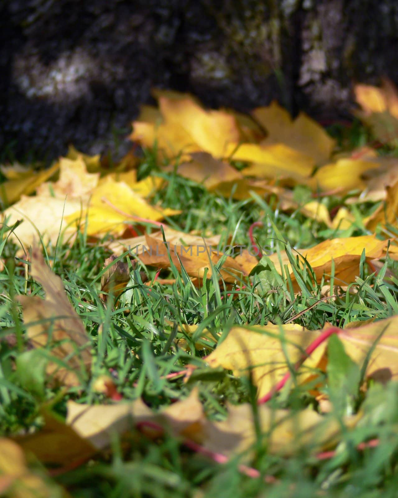 Fallen yellow leaves lying on green grass