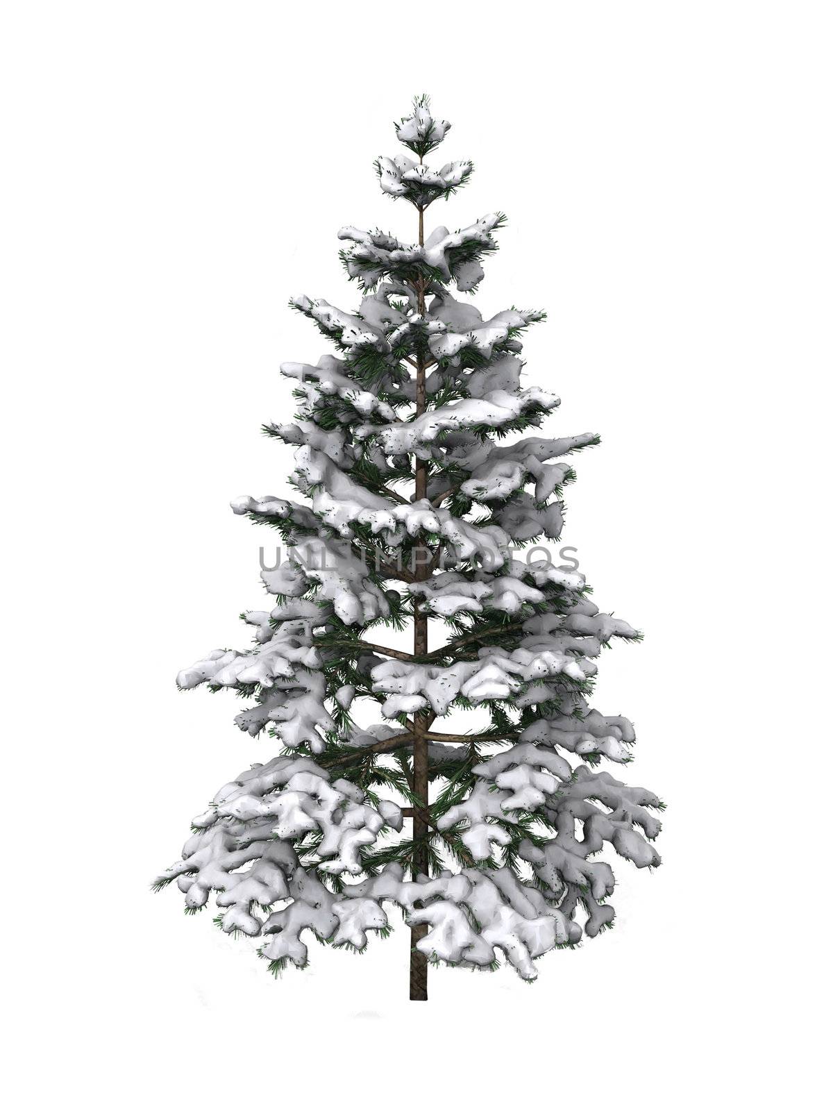 snowy  tree on a white background
