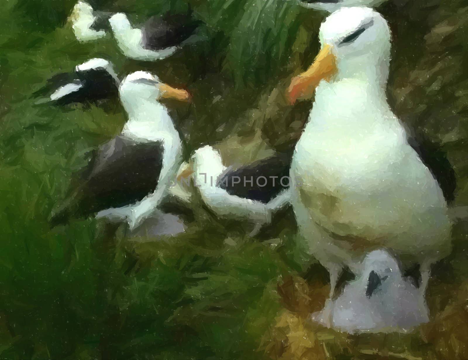 Nesting Albatross by shrenk