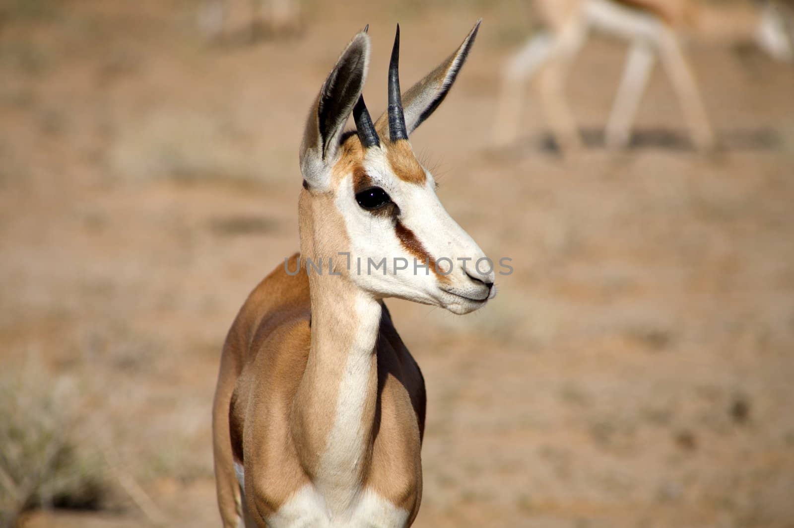 Baby Springbok in the Kalahari desert