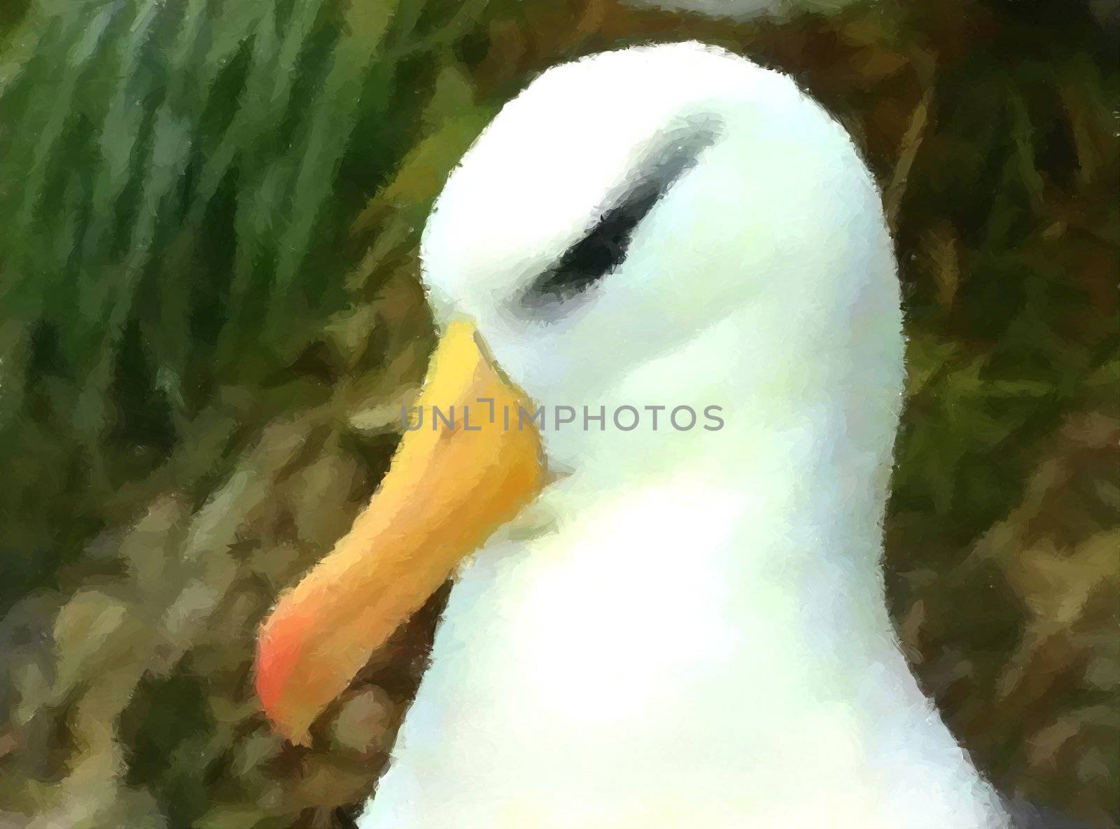 A close up of a dominant albatross