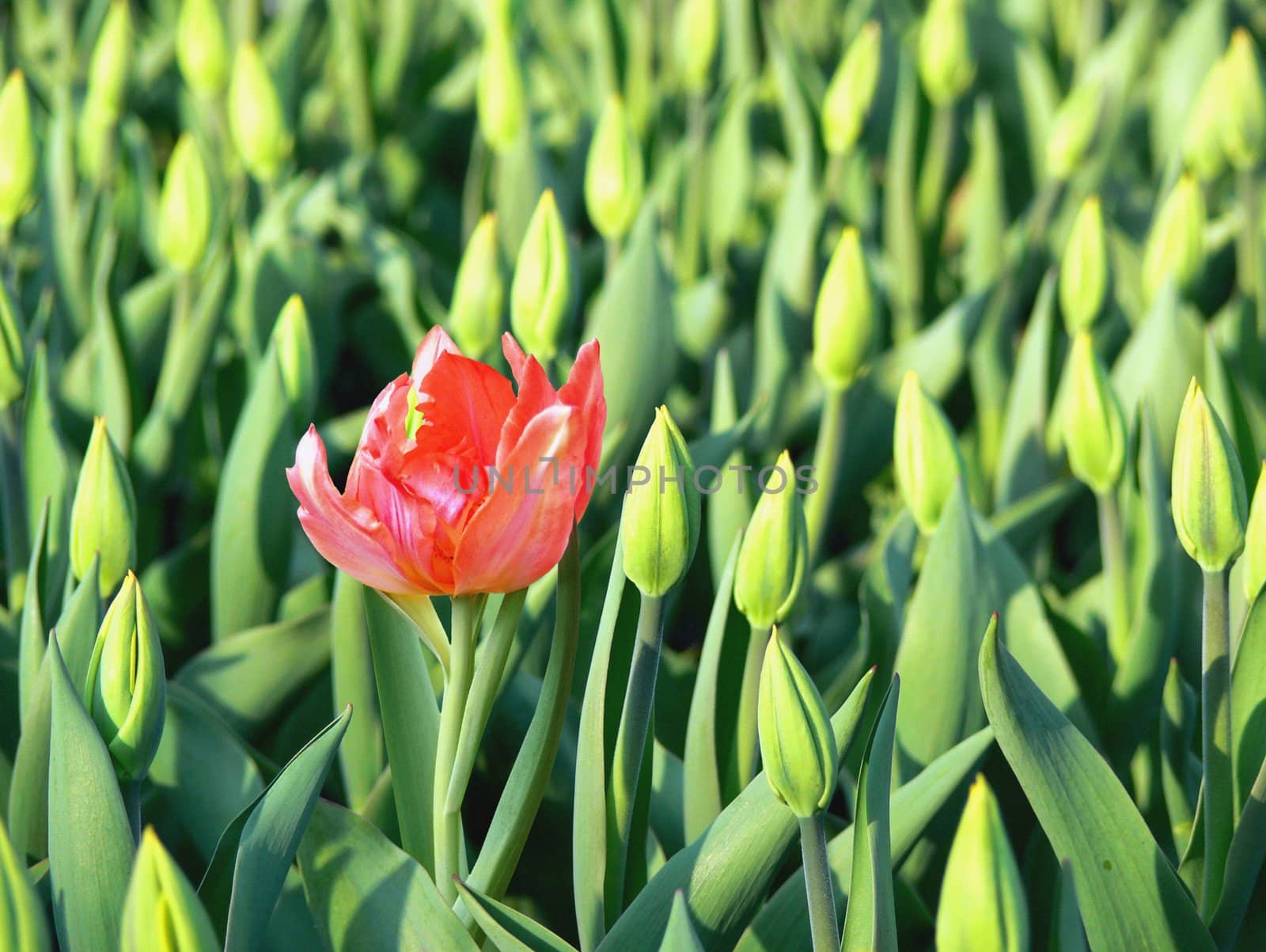 Single open red tulip surrounded by buds