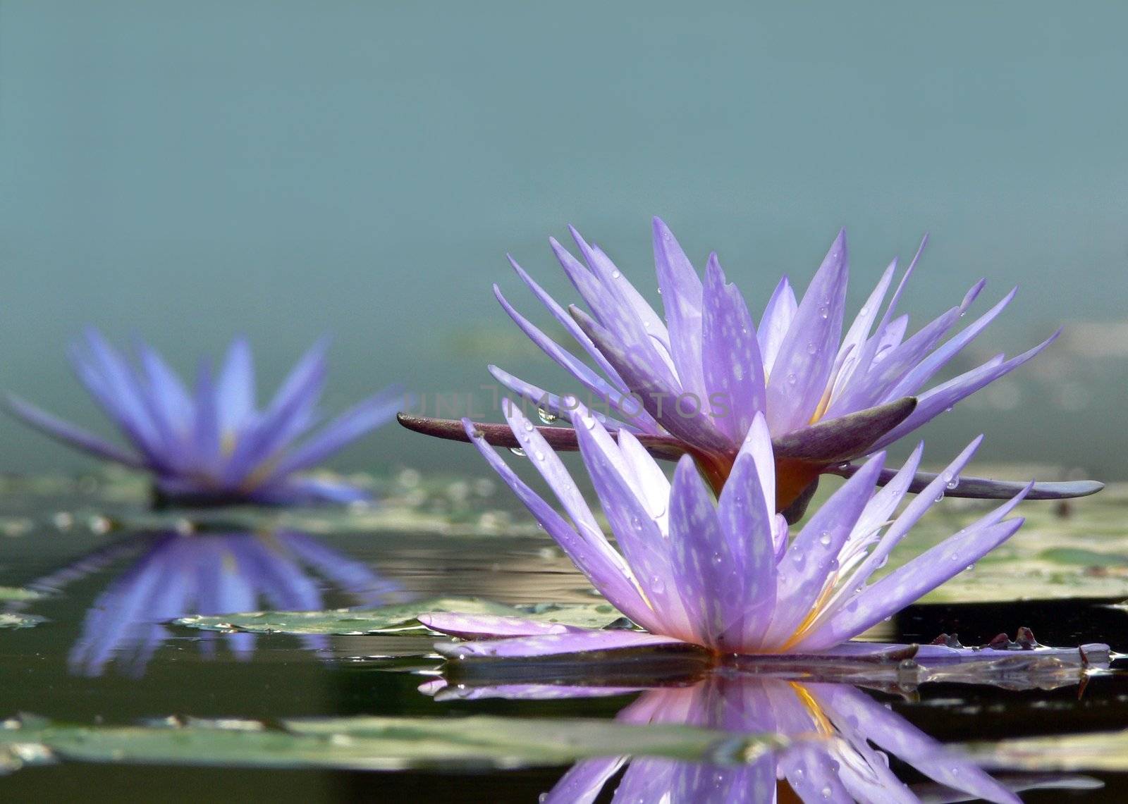 Flowers of water lilies on the surface of the water