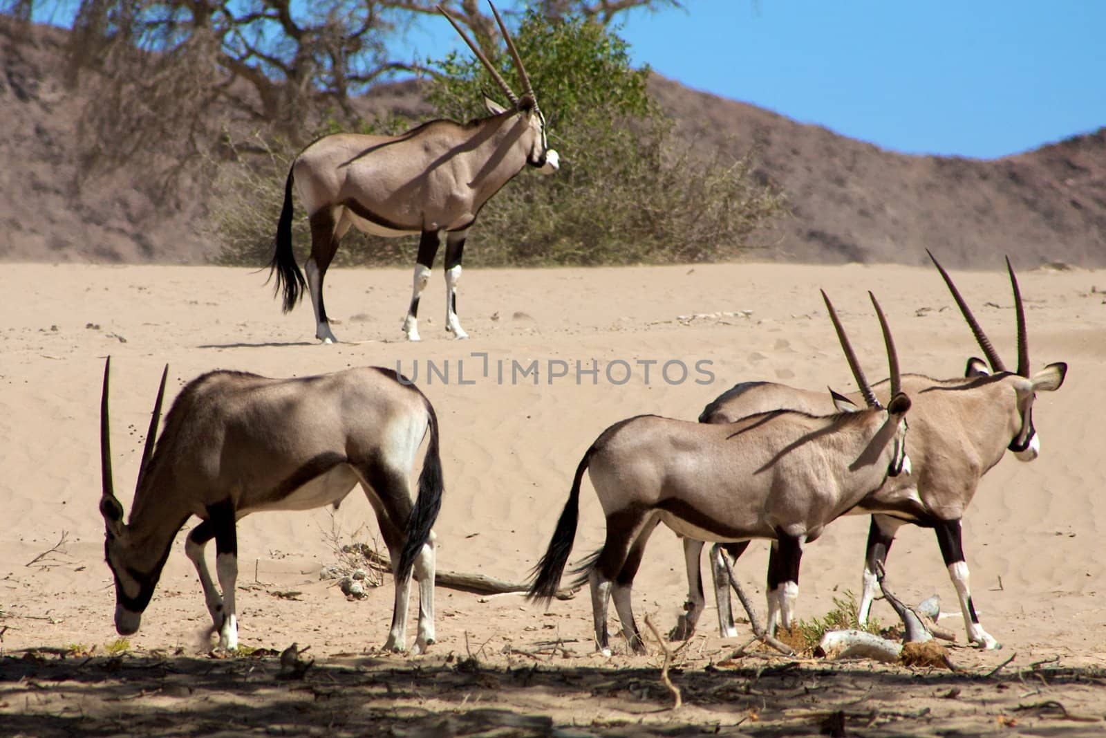 Gemsboks in the Kaokoland in Namibia