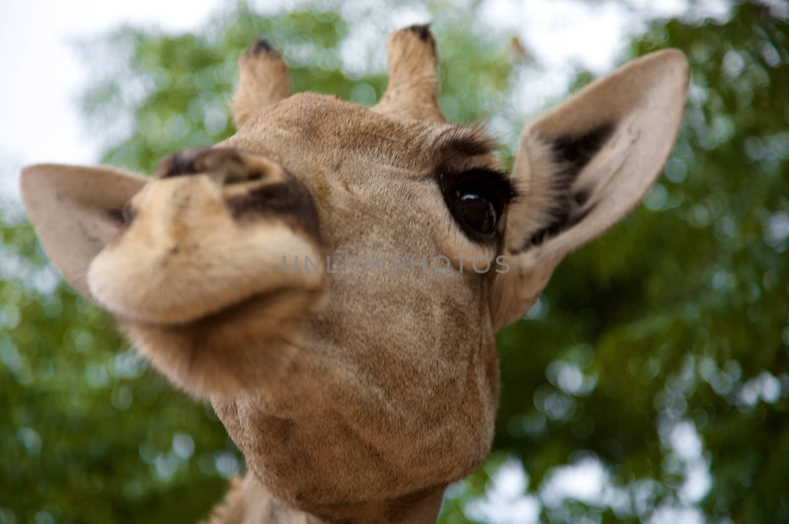 Close-up of giraffe's head in Namibia with green blurred background