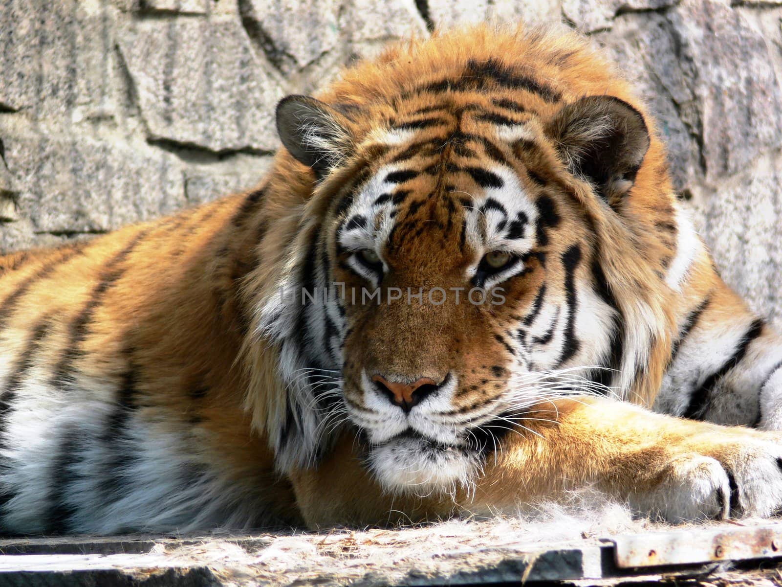 Portrait of resting bengal tiger lying in zoo