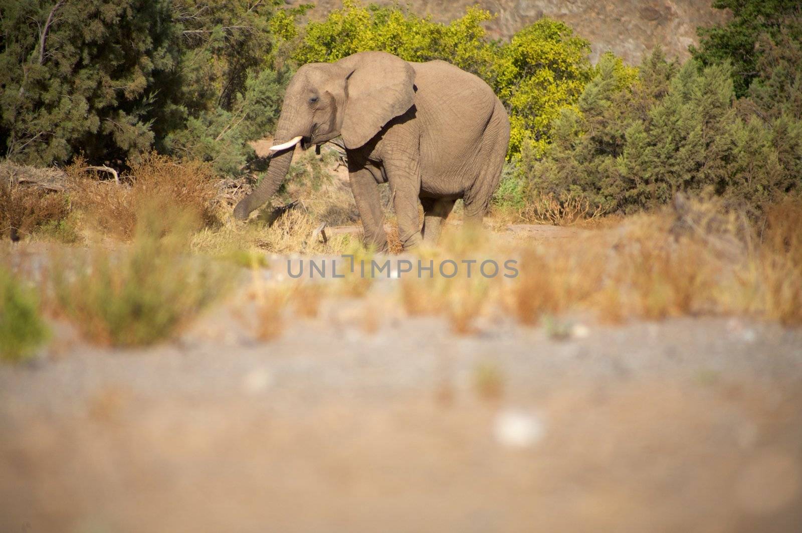 Elephant eating in a river bed in the Skeleton Coast Desert, Namibia
